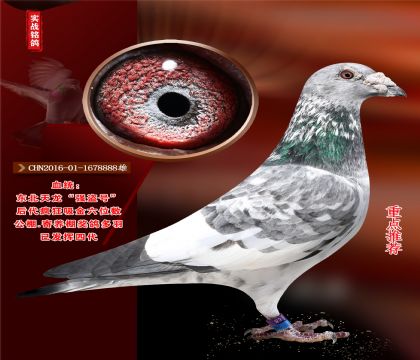 |.(qing)I̖(ho).(j)8888̖(ho)