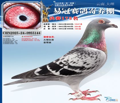 云南易冠決賽175名