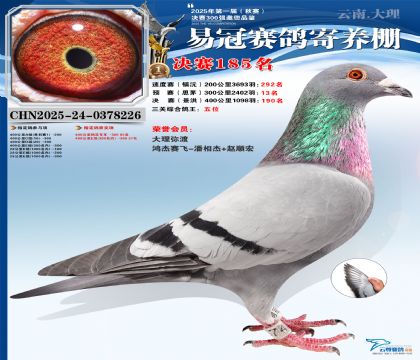 云南易冠決賽185名(三關(guān)鴿王5名)