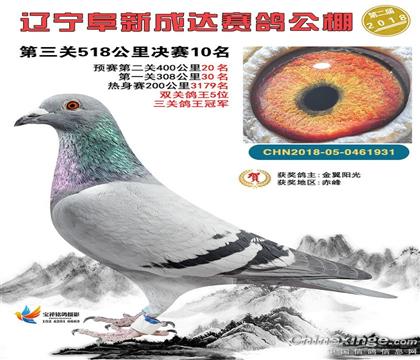 成達公棚三關鴿王冠軍