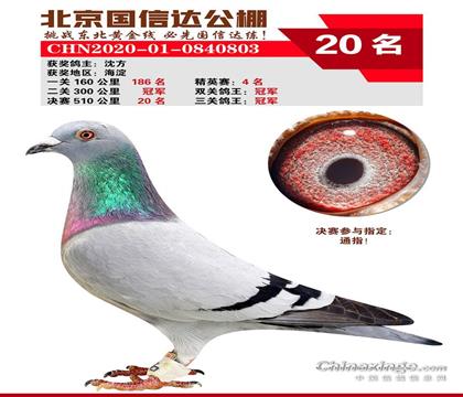 國信達公棚三關鴿王冠軍