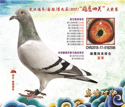 福齊四關(guān)鴿王亞軍