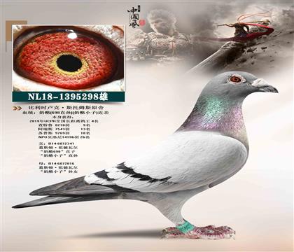 父:奶酪鴿王4名