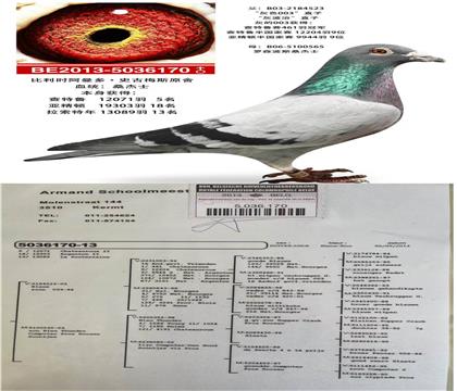 父:桑杰士原環(huán)