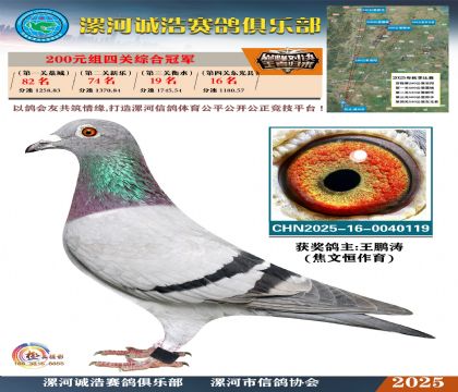 200元組四關(guān)鴿王冠軍