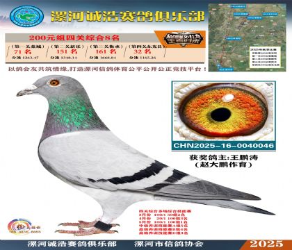 200元組四關(guān)鴿王8名