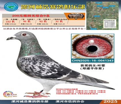 200元組四關(guān)鴿王9名