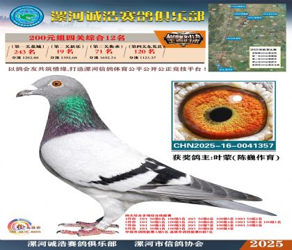 200元組四關(guān)鴿王12名