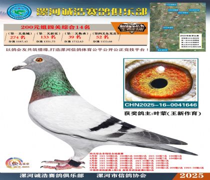 200元組四關(guān)鴿王14名