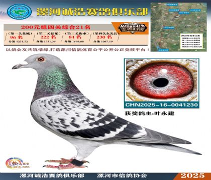 200元組四關(guān)鴿王21名