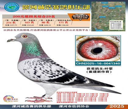 200元組四關(guān)鴿王29名