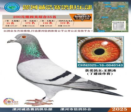 200元組四關(guān)鴿王35名
