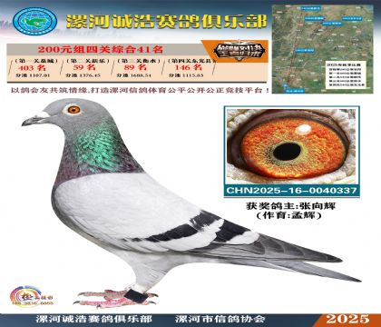 200元組四關(guān)鴿王41名