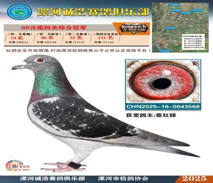 60元組四關(guān)鴿王冠軍