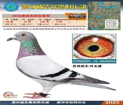 60元組四關(guān)鴿王亞軍