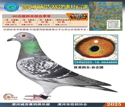 60元組四關(guān)鴿王季軍