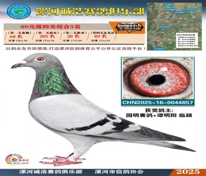 60元組四關(guān)鴿王5名