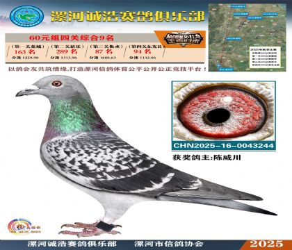 60元組四關(guān)鴿王9名