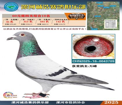 60元組四關(guān)鴿王10名