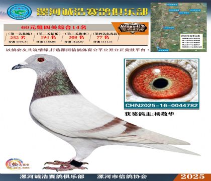 60元組四關(guān)鴿王14名