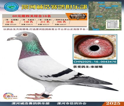 60元組四關(guān)鴿王16名