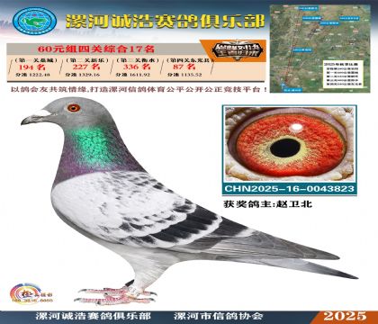 60元組四關(guān)鴿王17名