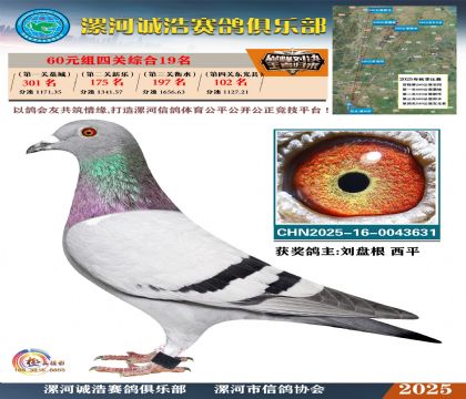 60元組四關(guān)鴿王19名