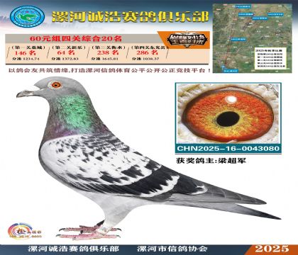 60元組四關(guān)鴿王20名