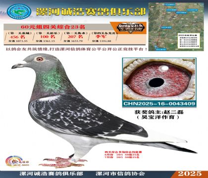 60元組四關(guān)鴿王23名