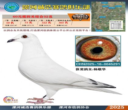 60元組四關(guān)鴿王32名