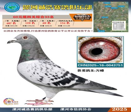 60元組四關(guān)鴿王33名