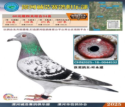 60元組四關(guān)鴿王34名