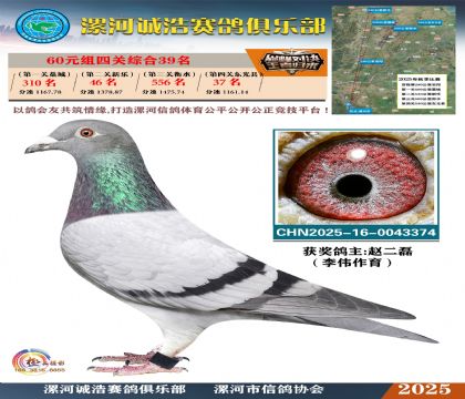 60元組四關(guān)鴿王39名