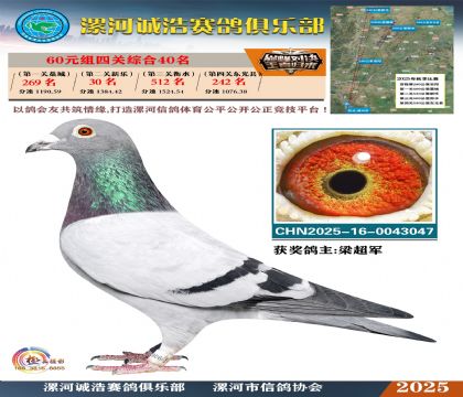 60元組四關(guān)鴿王40名