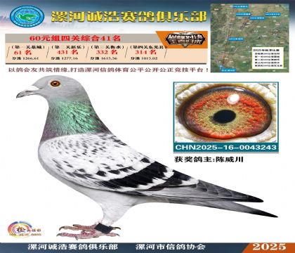 60元組四關(guān)鴿王41名