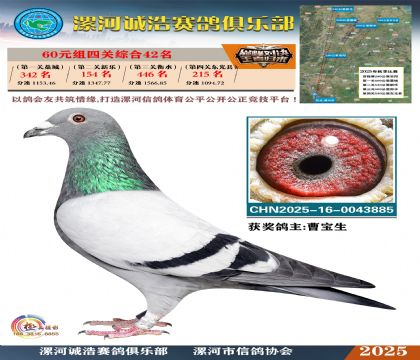 60元組四關(guān)鴿王42名