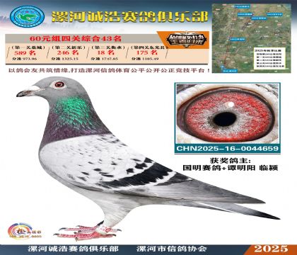 60元組四關(guān)鴿王43名