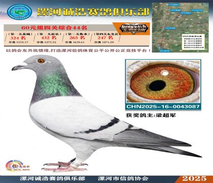 60元組四關(guān)鴿王44名