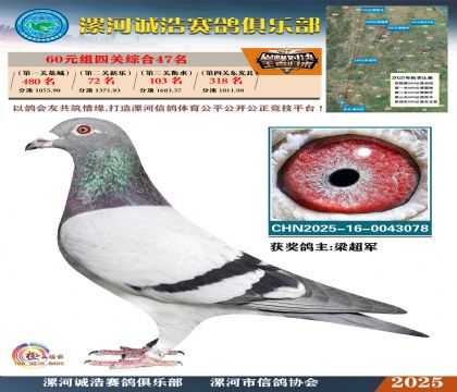 60元組四關(guān)鴿王47名