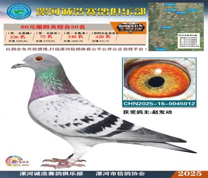 60元組四關(guān)鴿王50名