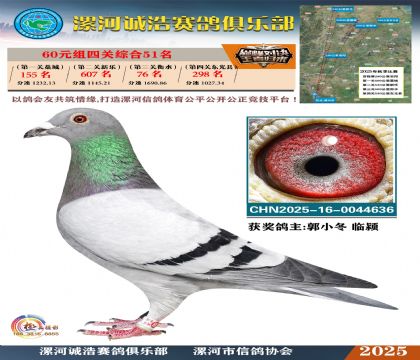 60元組四關(guān)鴿王51名