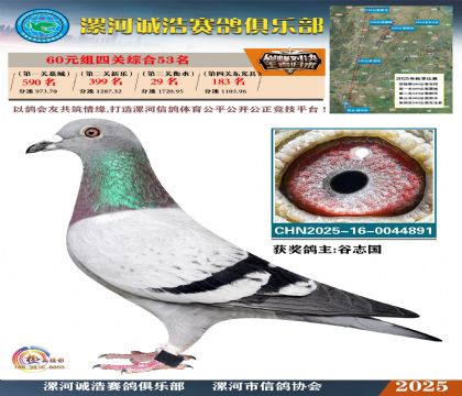 60元組四關(guān)鴿王53名