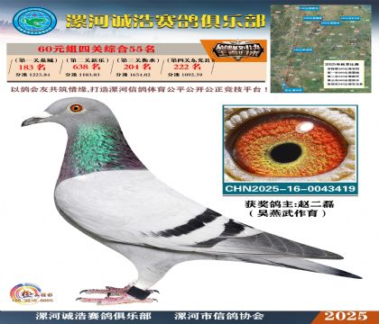 60元組四關(guān)鴿王55名