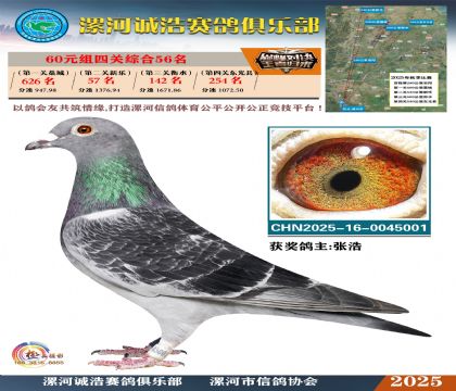 60元組四關(guān)鴿王56名