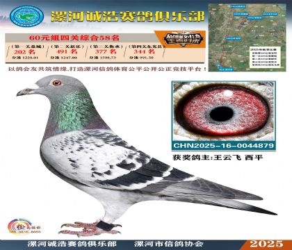 60元組四關(guān)鴿王58名