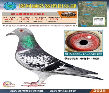 60元組四關(guān)鴿王60名
