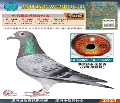60元組四關(guān)鴿王61名