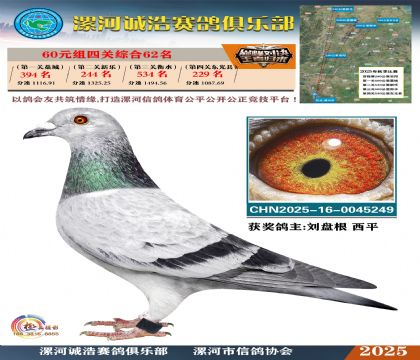 60元組四關(guān)鴿王62名