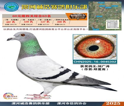 60元組四關(guān)鴿王63名