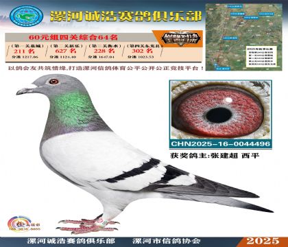 60元組四關(guān)鴿王64名